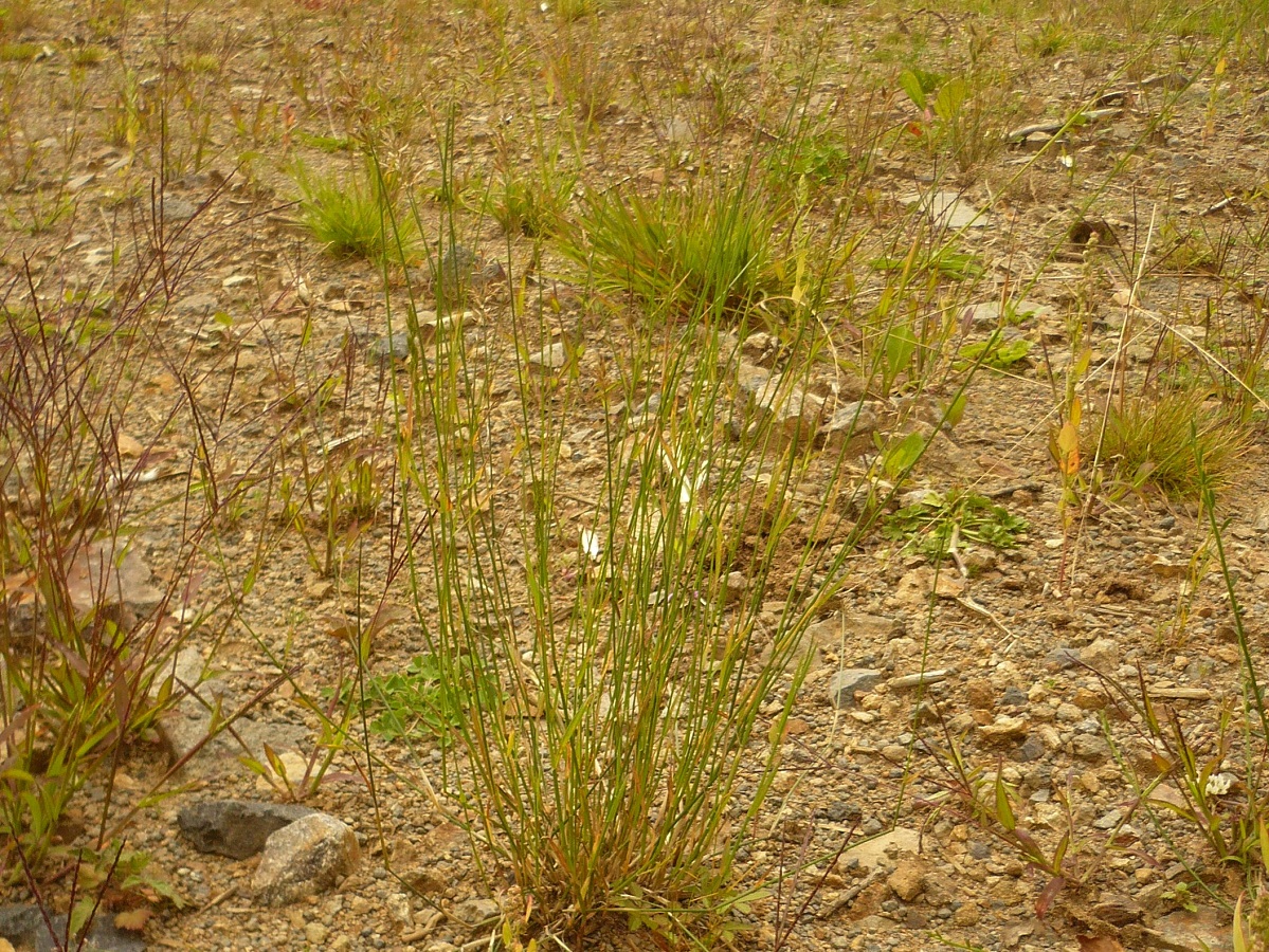 Poa compressa (Poaceae)